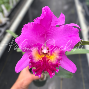 Rlc. Finer Diamond — Palmer Orchids
